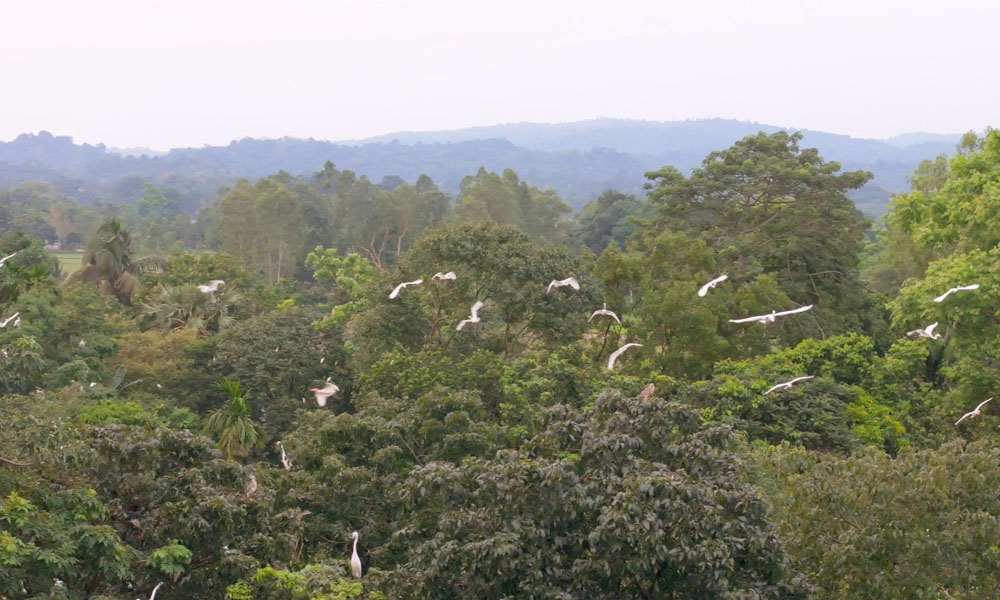 ধনভাঙ্গা গ্রামে পাখির অভয়ারন্য